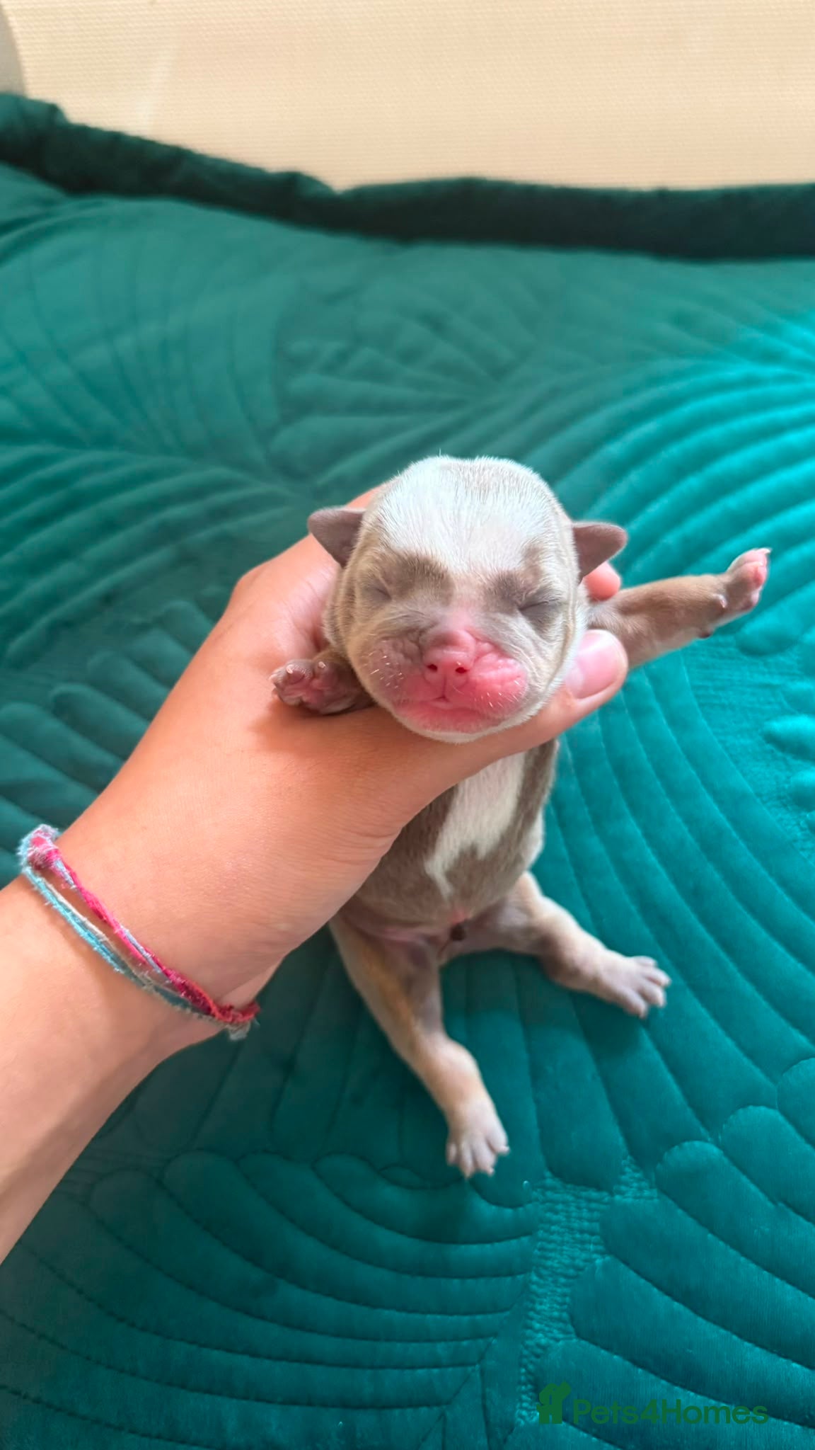 English Bulldog dogs Raised with love, bred with care - Advert 2