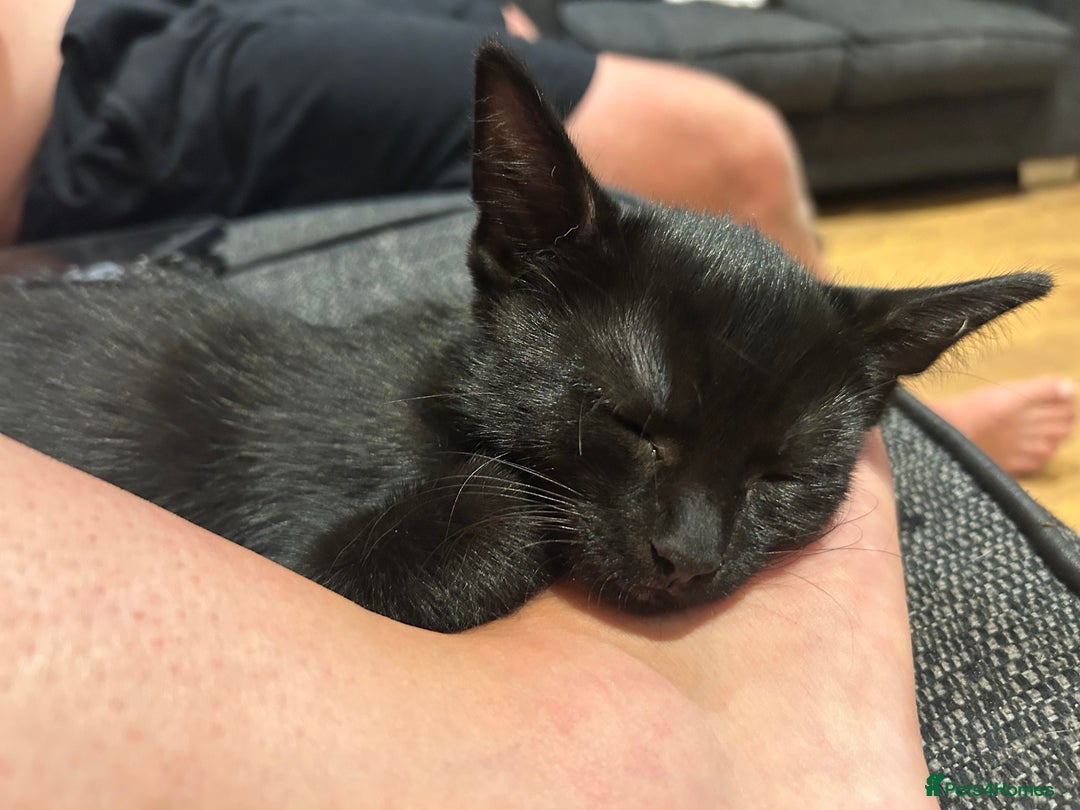 Mixed Breed cats for sale: 3 mixed breed kittens - Image 2