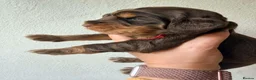 Cocker Spaniel dogs for sale: KC Reg, health tested Chocolate Puppies - Advert 10