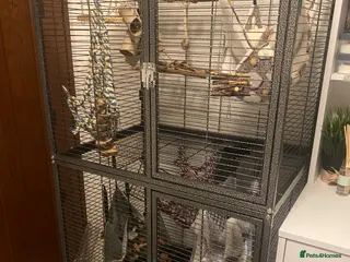 Rat rodents 2 Rats and Cage for Sale - Advert 6