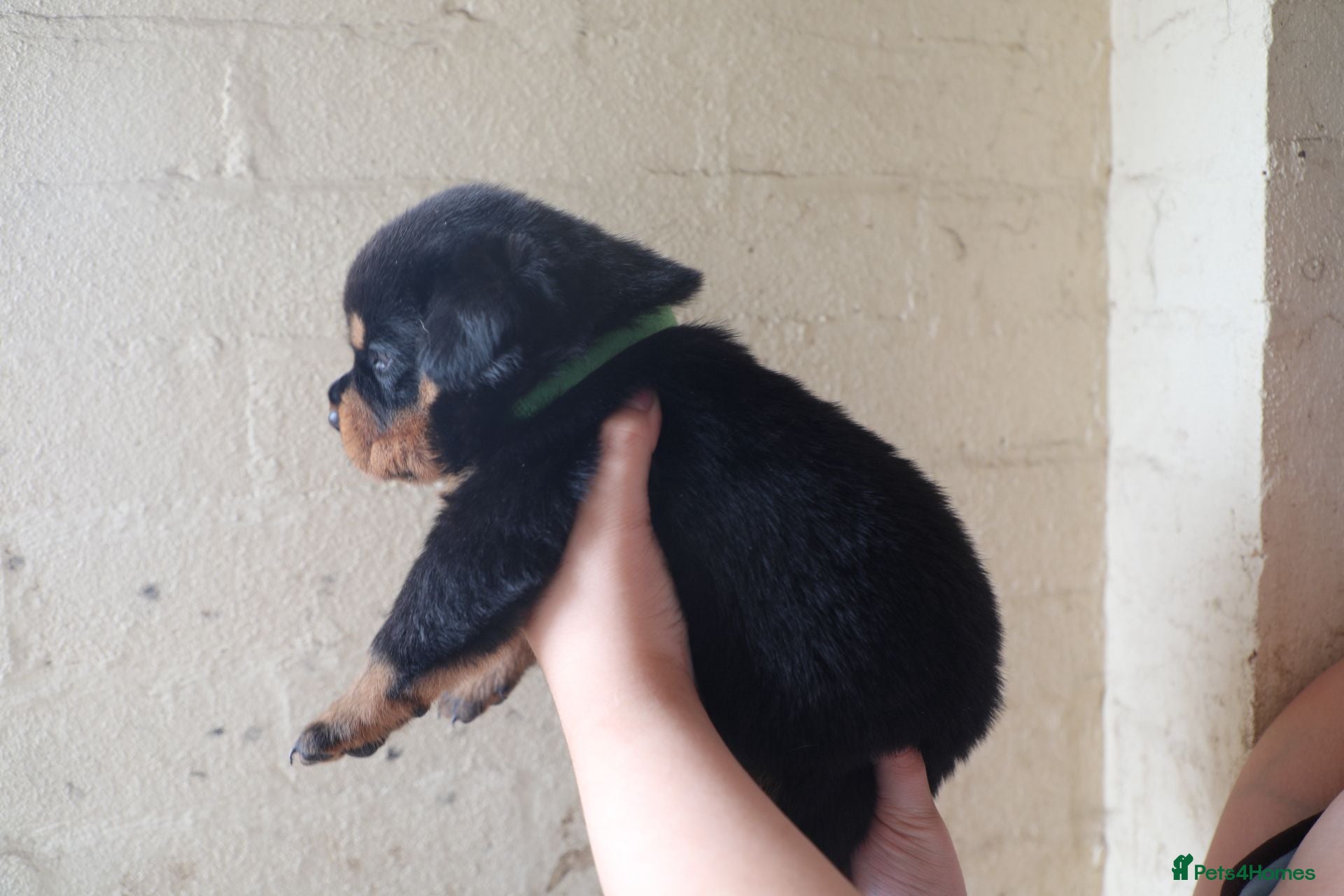 Rottweiler dogs for sale: Limited Pedigree Registered Rottweiler Puppies - Advert 10