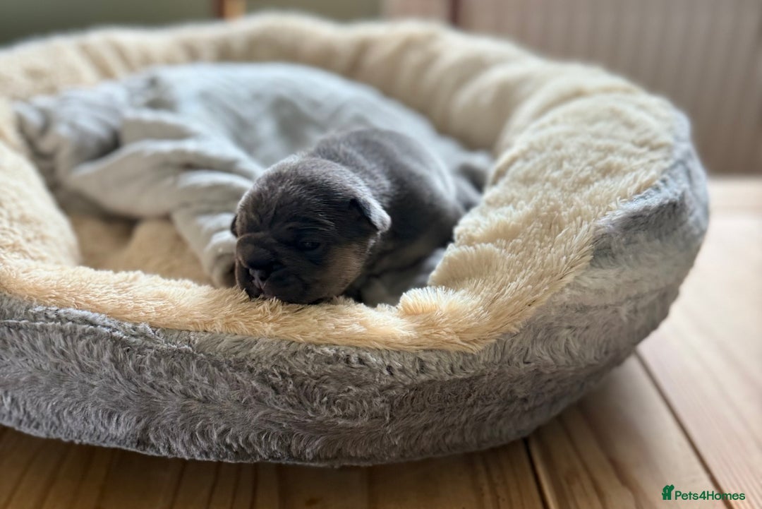 French Bulldog dogs for sale: Stunning litter of French bulldog puppies  - Image 8