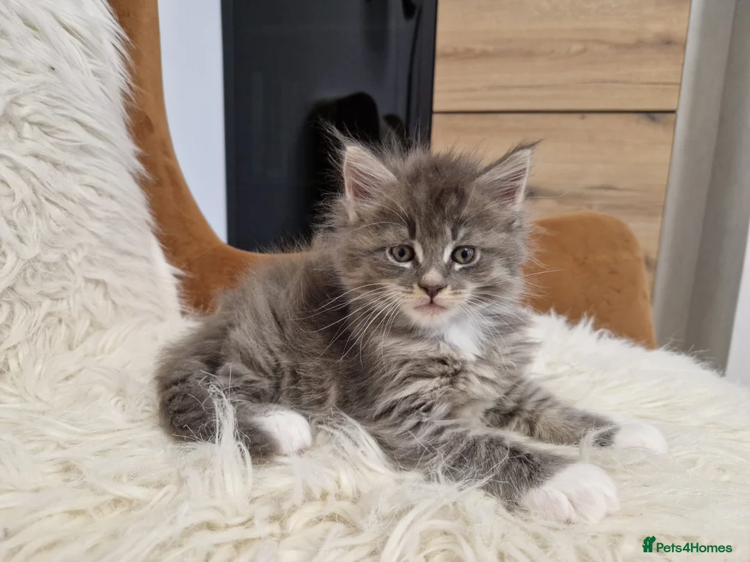 Maine Coon cats for sale: MAINE COON  RESERVED - Advert 14