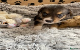 Welsh Corgi Cardigan dogs for sale: WELSH CARDIGAN CORGI BABIES FROM 5 ⭐ LICENSED HOME - Image 14