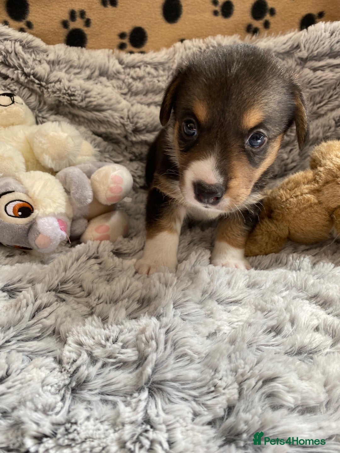 Welsh Corgi Cardigan dogs for sale: WELSH CARDIGAN CORGI BABIES FROM 5 ⭐ LICENSED HOME - Image 14