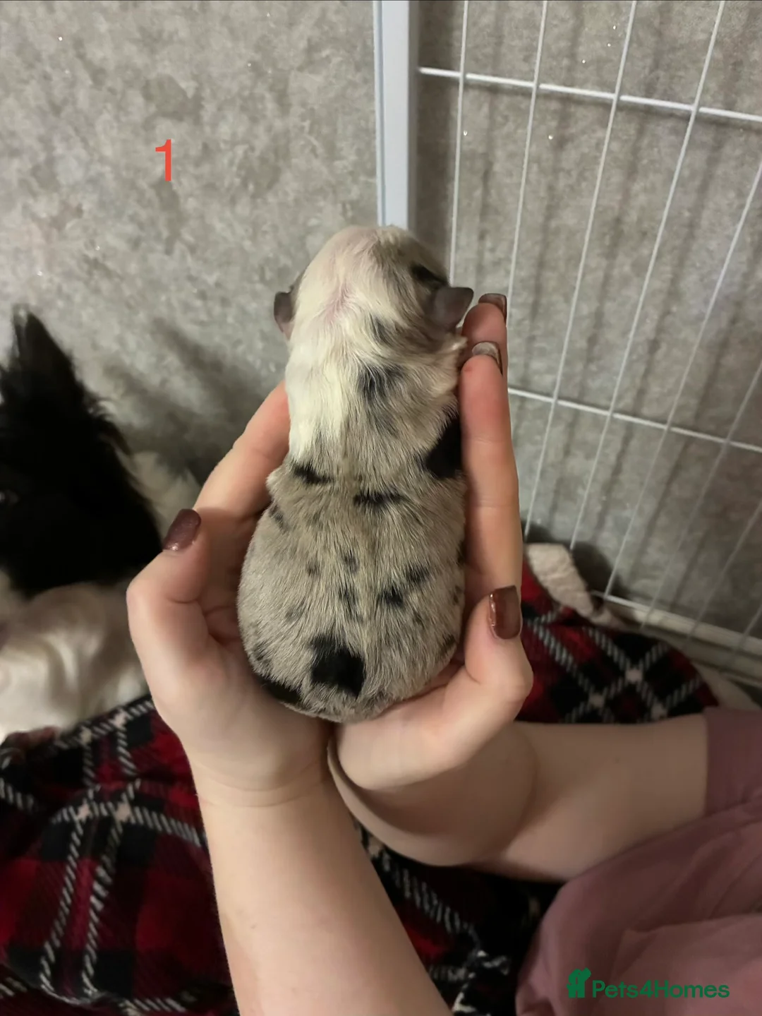 Border Collie dogs for sale: Border Collies - mixture of colours - Advert 7