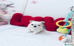 Maltese dogs for sale: ⭐️ Ready NOW Tiny & Cute Full Korean Maltese ⭐️ - Image 7