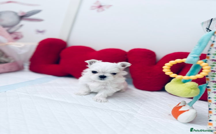 Maltese dogs - Advert 1
