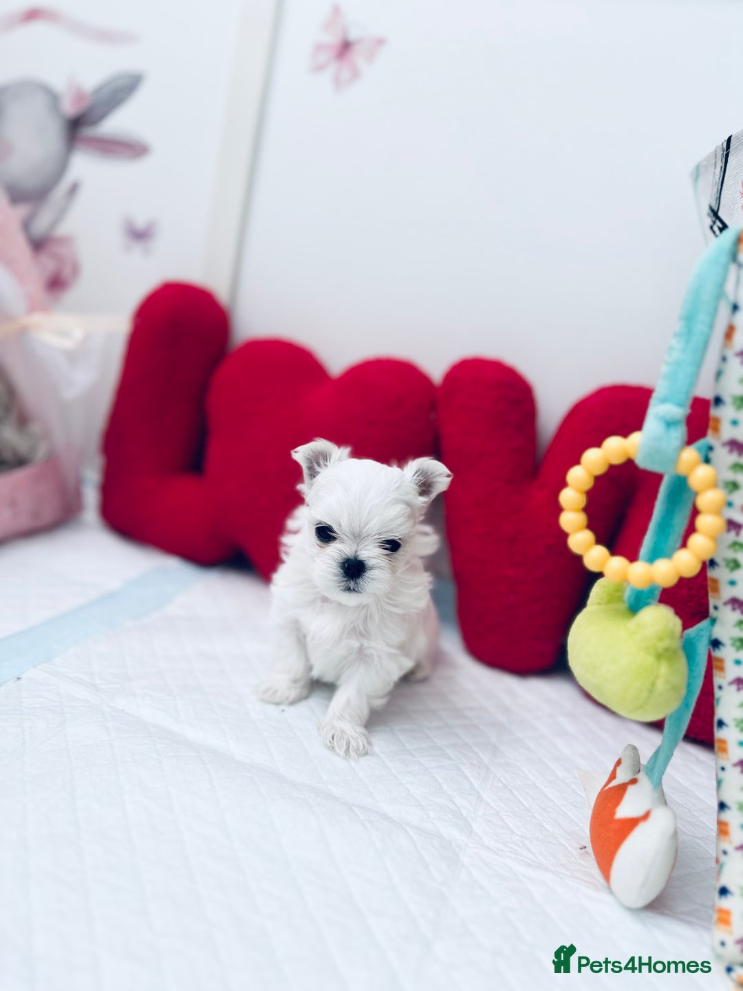 Maltese dogs for sale: ⭐️ Ready NOW Tiny & Cute Full Korean Maltese ⭐️ - Image 7