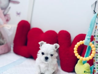 Maltese dogs - Advert 2