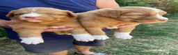 Nova Scotia Duck Tolling Retriever dogs for sale: Fantastic KC Reg Nova Scotia pups  - Advert 9