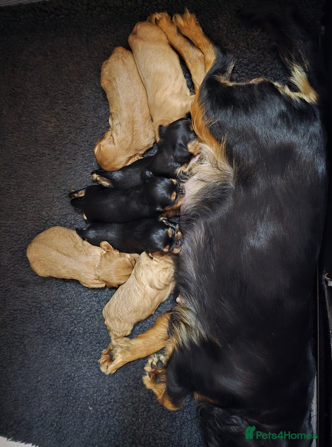 Cavalier King Charles Spaniel dogs for sale: Beautiful Cavalier King Charles Puppies  - Advert 15