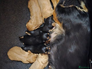 Cavalier King Charles Spaniel dogs Beautiful Cavalier King Charles Puppies - Advert 1