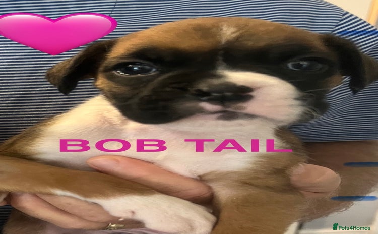Boxer dogs - Advert 1