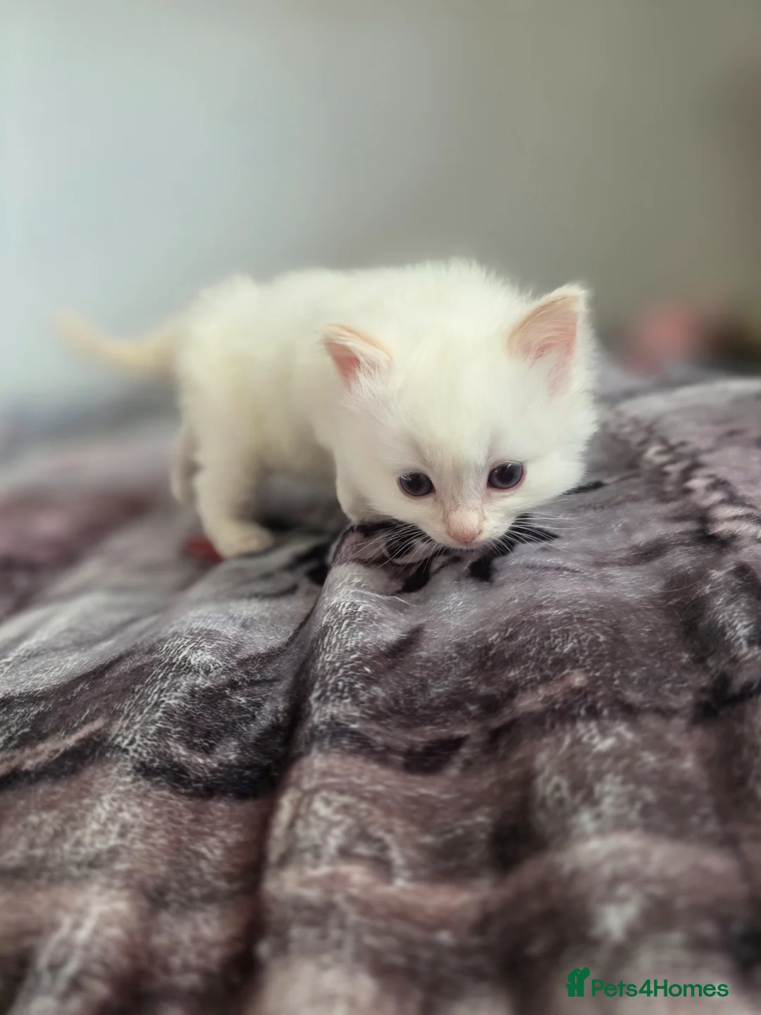Ragdoll cats for sale: Two Fluffy Ragdolls in Newcastle upon Tyne - Advert 41