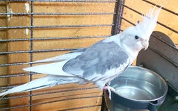 Parrots birds for sale: Beautiful Cockatiels pair in Bradford - Image 2