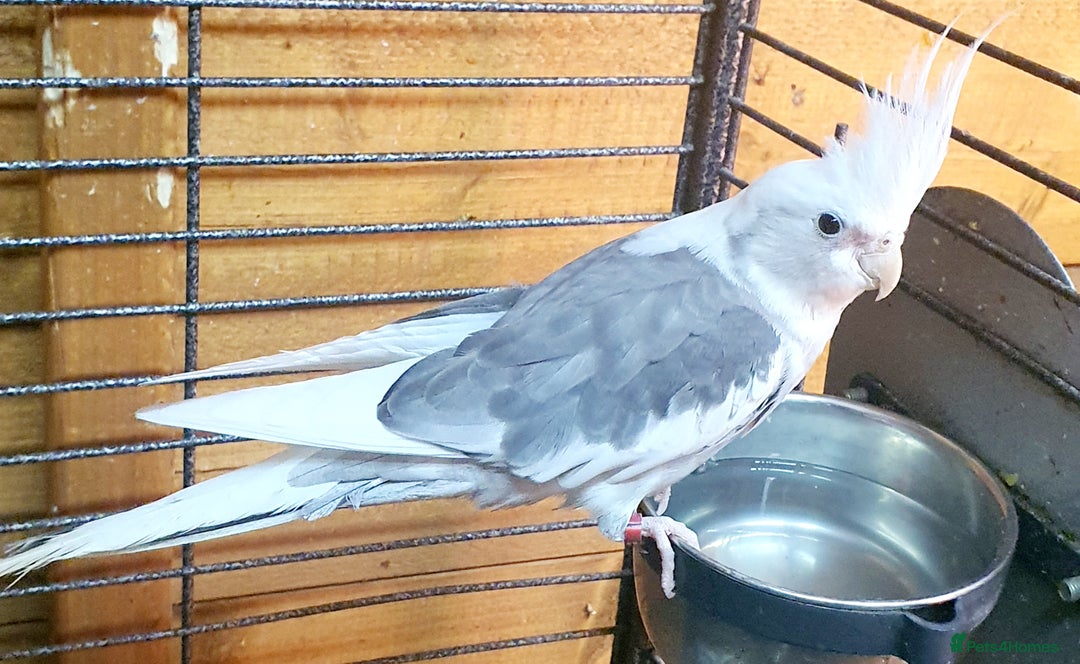 Parrots birds for sale: Beautiful Cockatiels pair in Bradford - Image 2