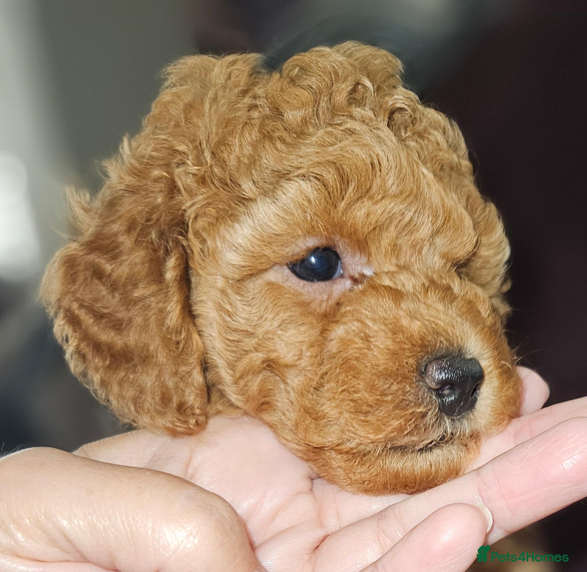 Toy Poodle dogs Licensed breeder kc reg Girl available  - Advert 1