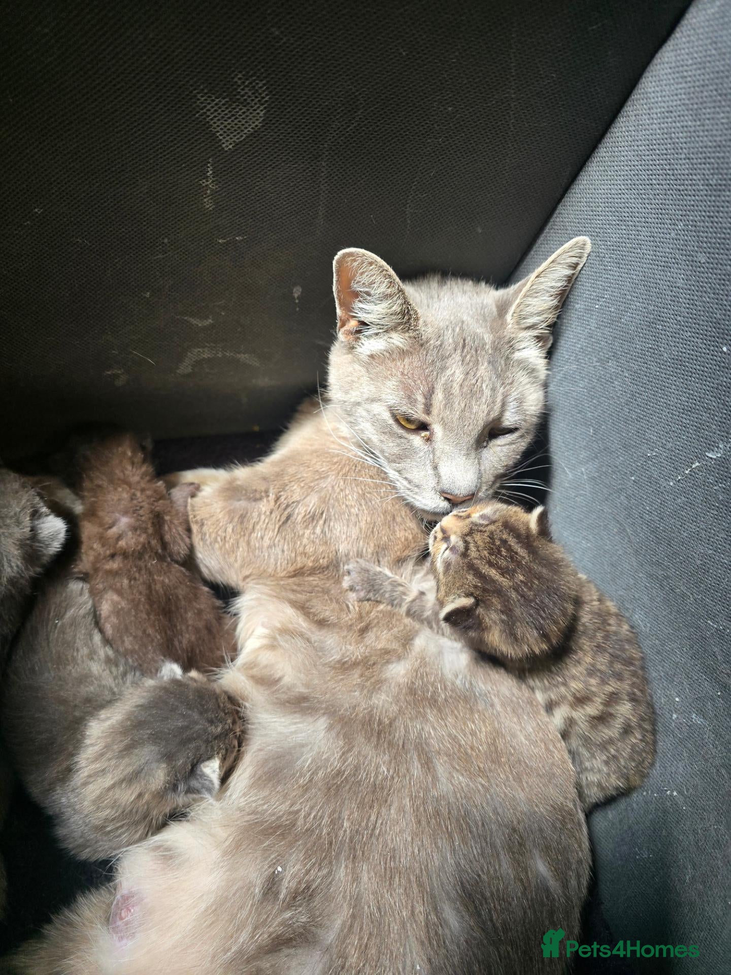 Bengal cats Beautiful friendly part bengal kittens - Advert 4