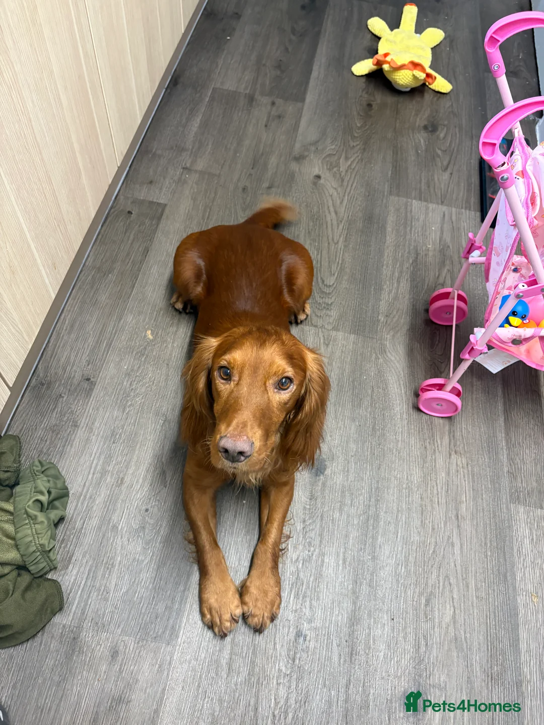 Cocker Spaniel dogs for stud: Beautiful KC red working Cocker spaniel  - Advert 4