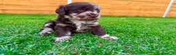 Labradoodle dogs for sale: Beautiful Chocolate Labradoodle Babies 🐾🐾🐾 - Advert 1