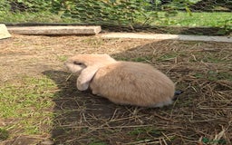 Mini Lop rabbits for sale: Beautiful Baby Mini Lops for sale - Image 8