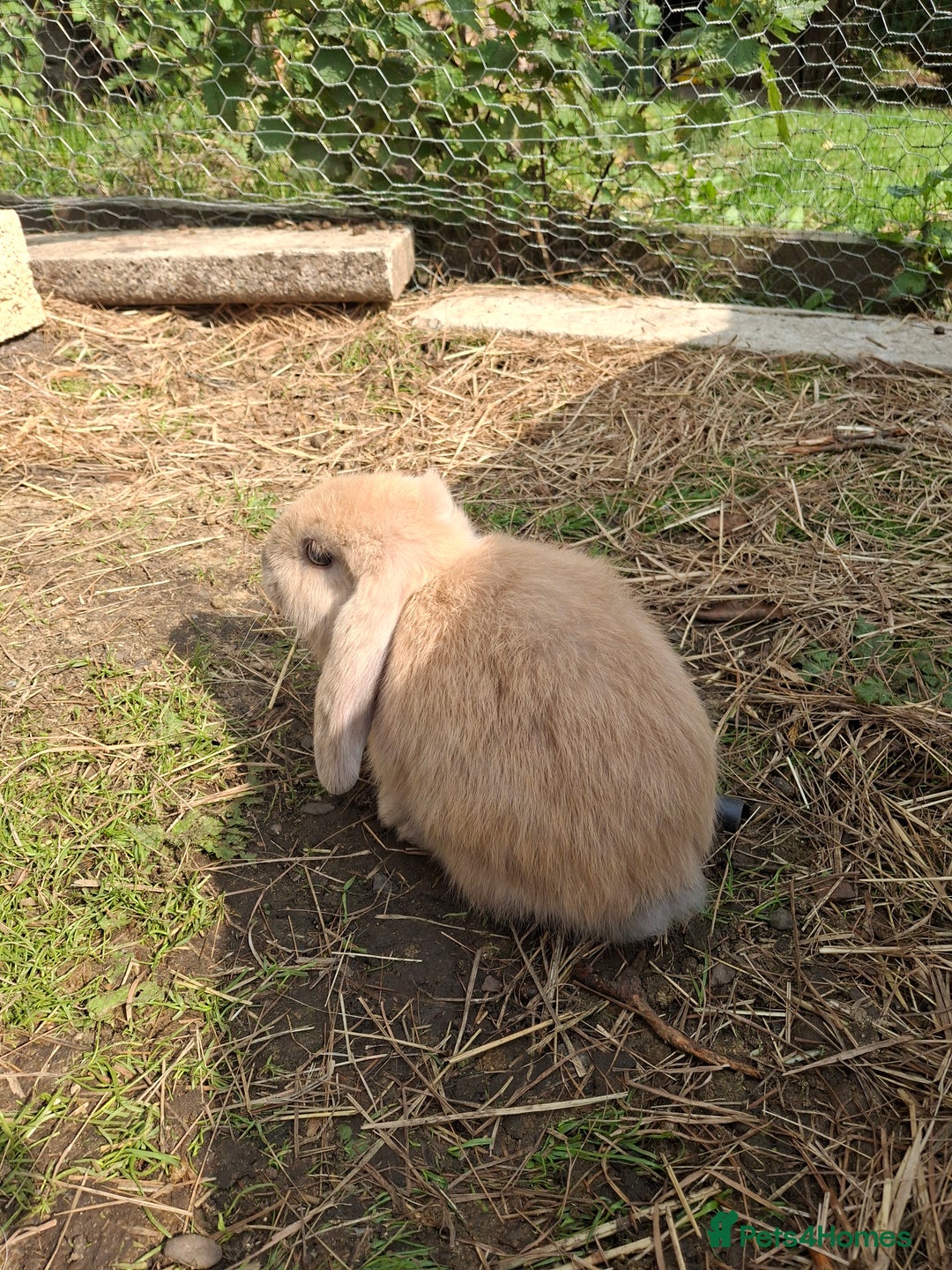 Mini Lop rabbits for sale: Beautiful Baby Mini Lops for sale - Image 8