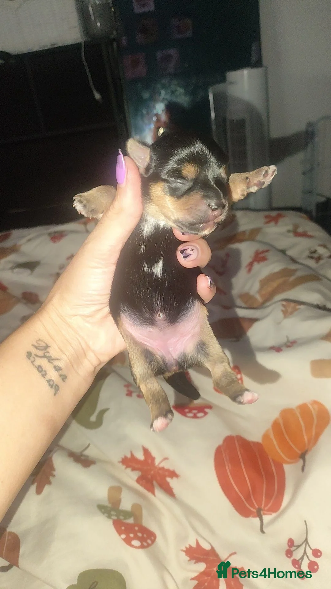 Mixed Breed dogs for sale: Jack Russell - mini Yorkie pups for sale - Advert 2