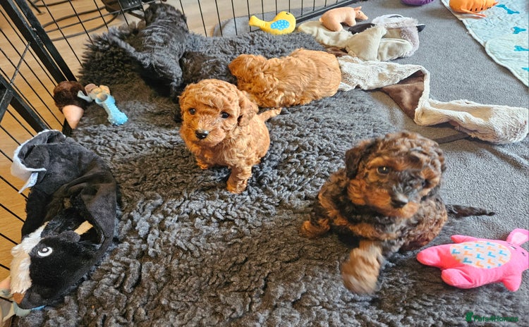 Miniature Poodle dogs Beautiful Health Tested Poodles - Advert 13