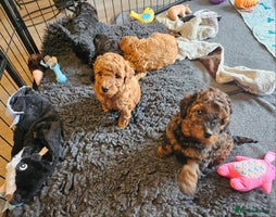 Miniature Poodle dogs Beautiful Health Tested Poodles - Advert 16