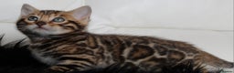 Bengal cats for sale: Stunning bengal kitten - Advert 7