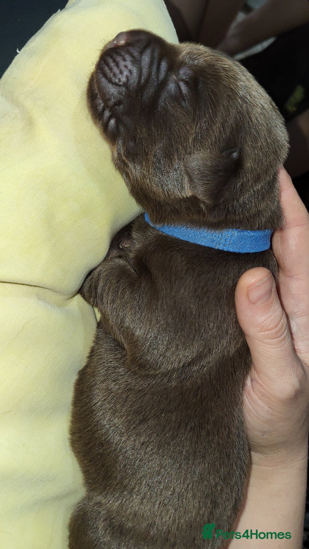 Labrador Retriever dogs for sale: Pedigree Labrador puppies - strong and healthy  - Image 14