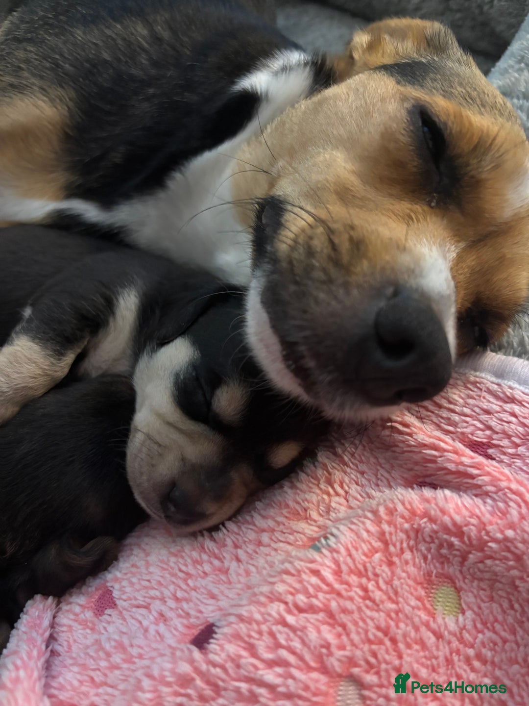 Mixed Breed dogs for sale: Jug and miniature dachshund mix pups - Image 12
