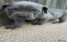 Cane Corso dogs for sale: Beautiful Blue Cane Corso Girls Ready Now - Image 7