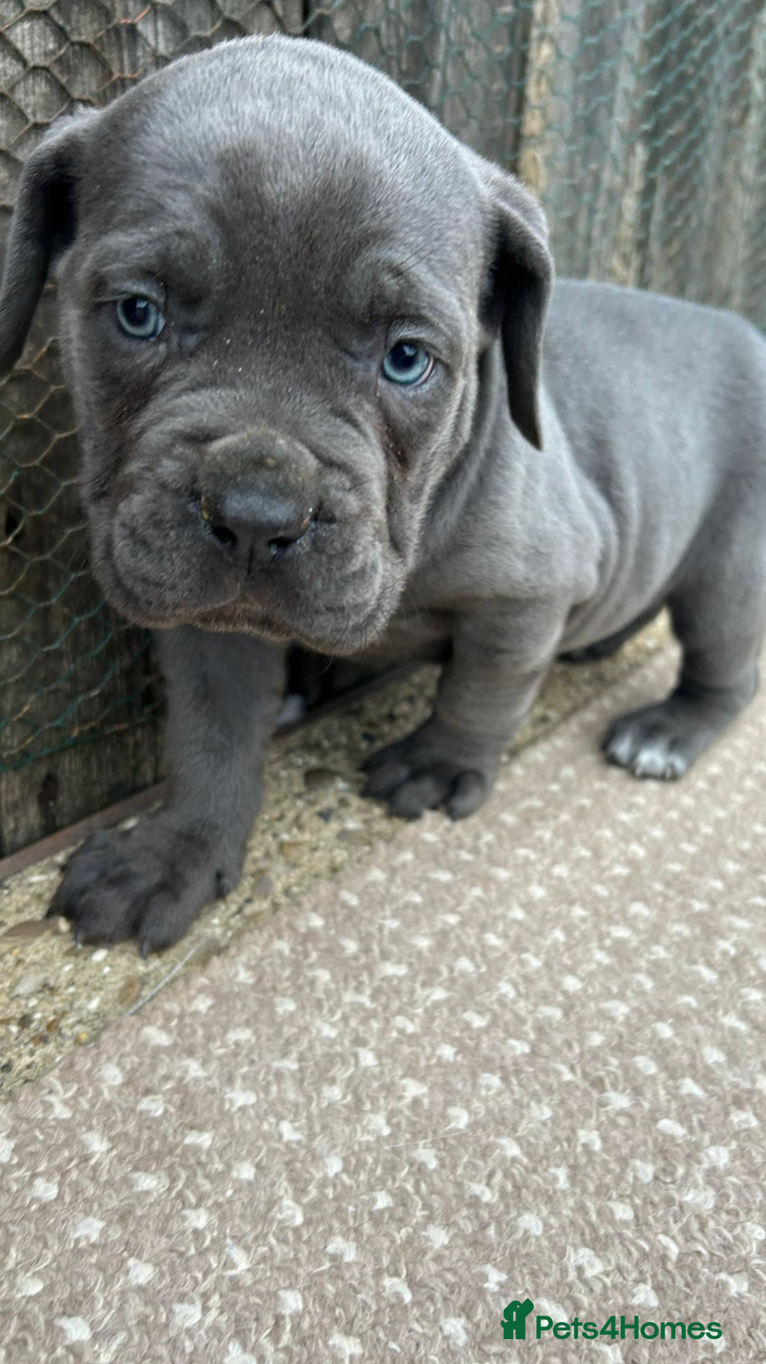 Cane Corso dogs for sale: Beautiful Blue Cane Corso Girls Ready Now - Image 7