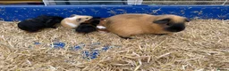 Guinea Pig rodents for sale: Beautiful litter of guinea pig pups - Advert 2