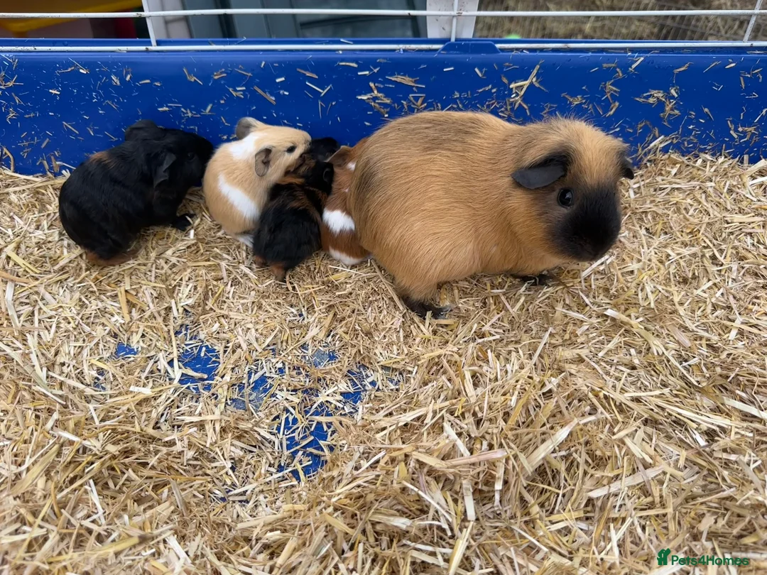 Guinea Pig rodents for sale: Beautiful litter of guinea pig pups - Advert 2