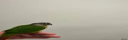 Conures birds for sale: Yellow sided green checked conure  - Advert 2