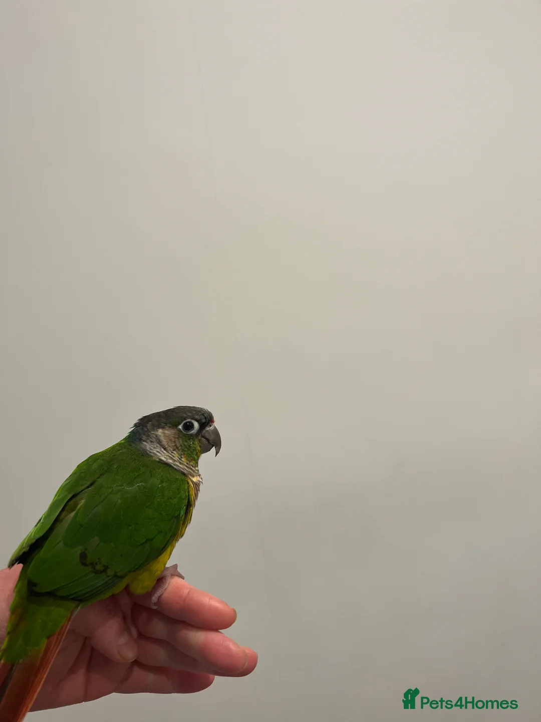 Conures birds for sale: Yellow sided green checked conure  - Advert 2