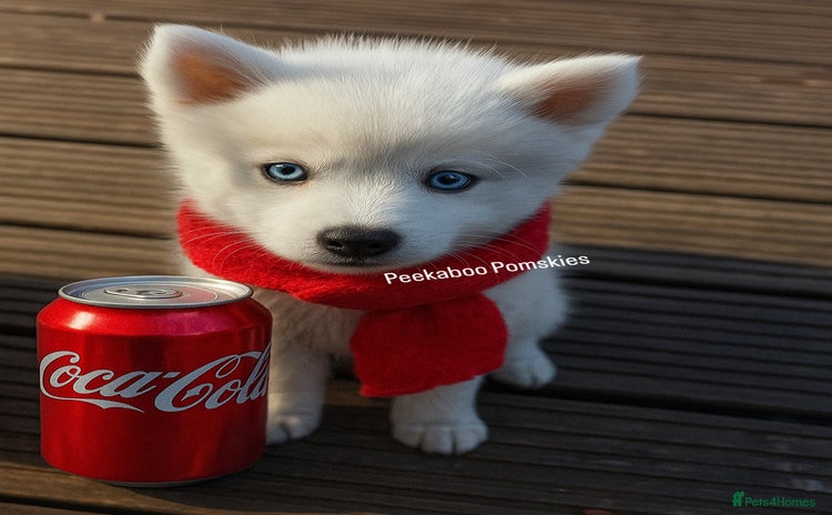 Pomsky dogs - Advert 1