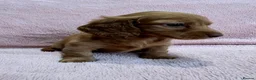 Miniature Dachshund dogs for sale: 2 beautiful long haired Miniature Dachshunds - Advert 9
