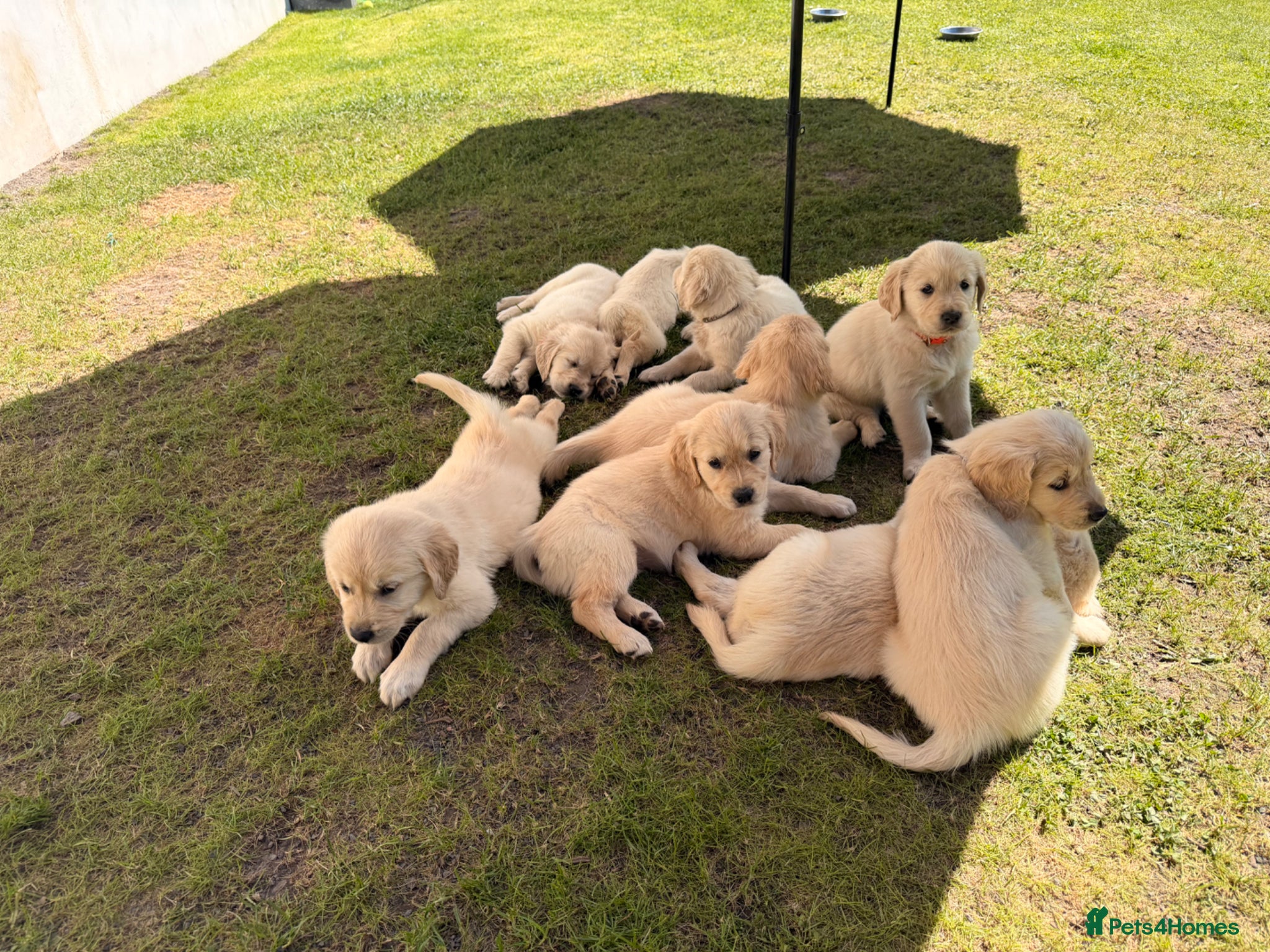 Golden Retriever dogs Golden Retriever Puppies For Sale - Advert 6
