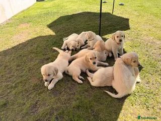 Golden Retriever dogs Golden Retriever Puppies For Sale - Advert 6