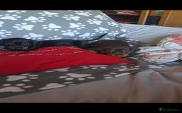 Dachshund dogs for sale: Beautiful Dachshund Puppies - Advert 27