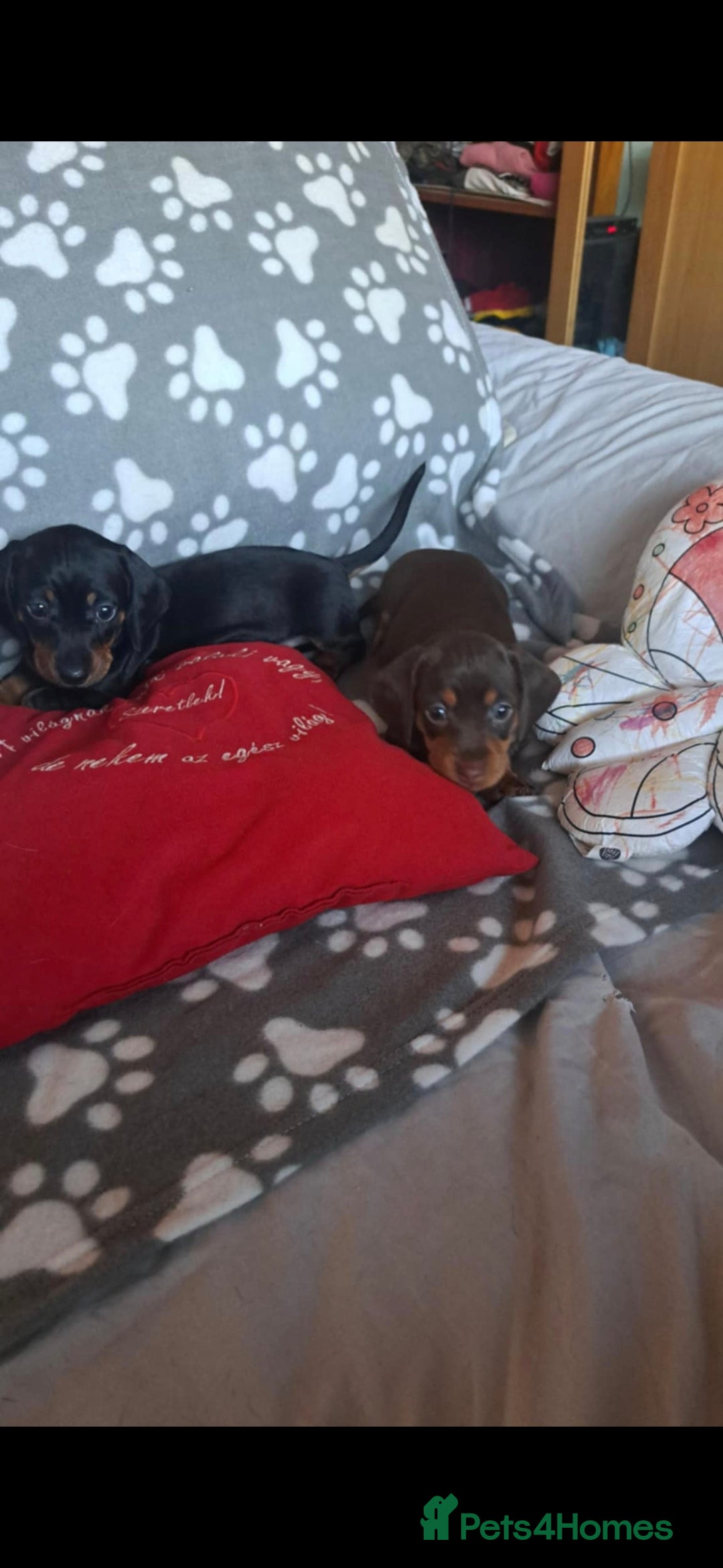 Dachshund dogs for sale: Beautiful Dachshund Puppies - Advert 27