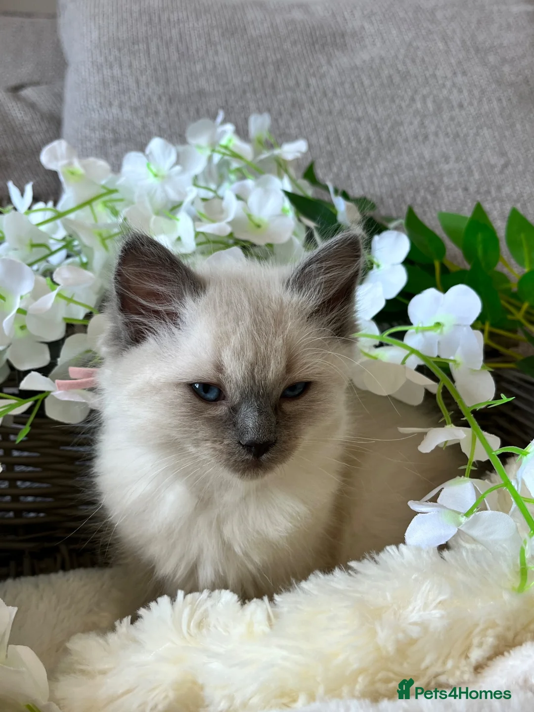 Ragdoll cats for sale: Female Ragdoll kitten - Advert 2