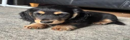 Miniature Dachshund dogs for sale: X3 Long haired beautiful, mini dachshunds 🏡 - Advert 7