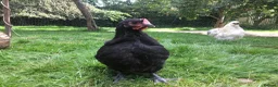 Chickens poultry for sale: Bantam Orpington cockerels - buff or black - Advert 2