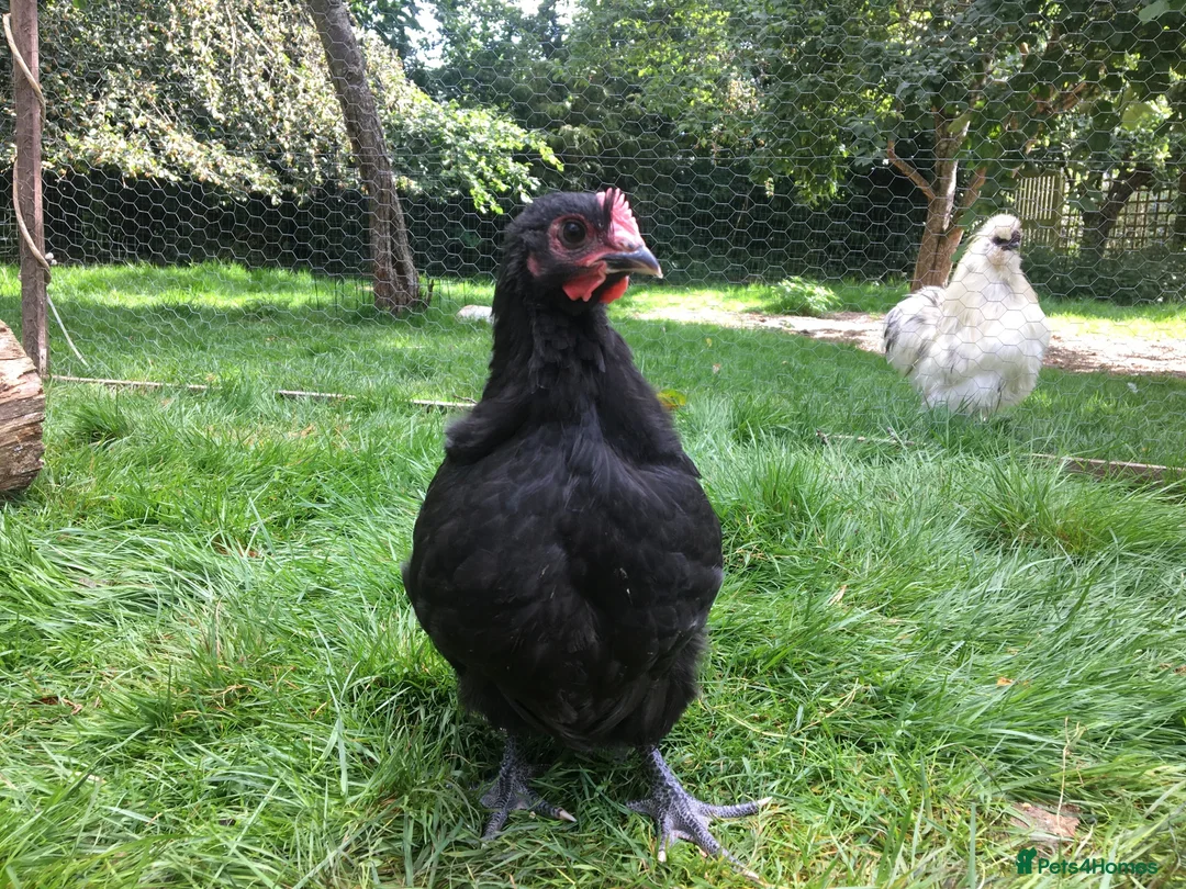 Chickens poultry for sale: Bantam Orpington cockerels - buff or black - Advert 2