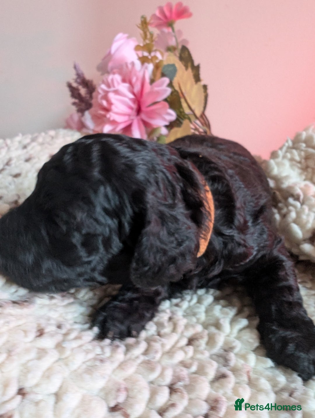 Cockapoo dogs for sale: Toy cockerpoo - last one - Image 2